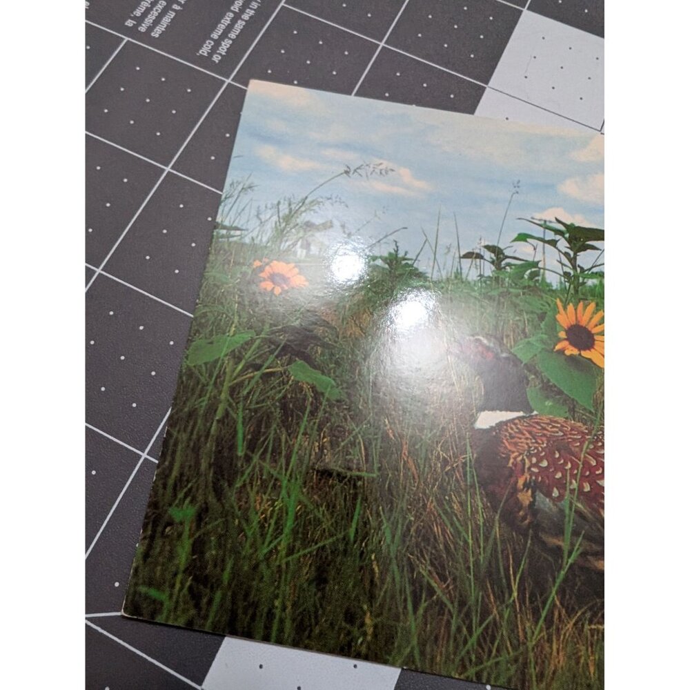 Animals of Iowa Post Cards lot 2 Pheasant Koi Des Monies Botanical Garden unpost - Picture 3 of 6